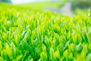 嬉野の新緑の茶畑