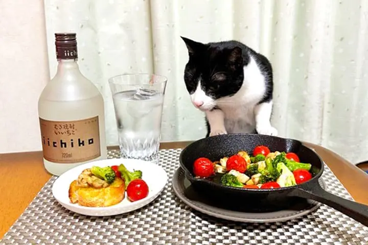 山本さんの愛猫と、いいちこシルエットの水割り、ささみときのこのアヒージョ