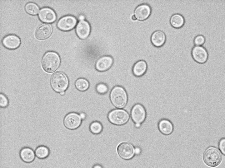 焼酎酵母の顕微鏡画像