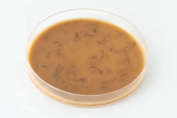 大麦発酵液(焼酎粕)
