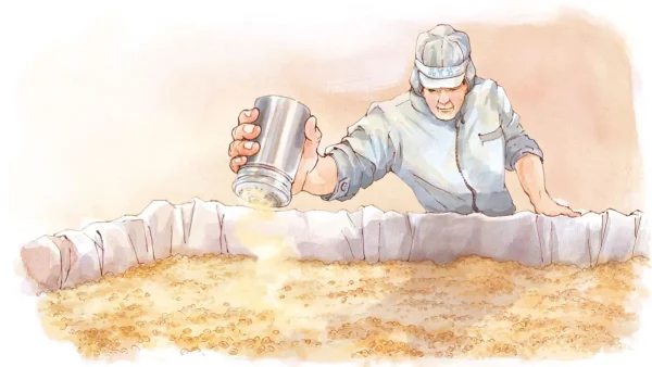 「伝統的酒造り」とは？ 「いいちこ」づくりにも活かされる、日本の伝統技術